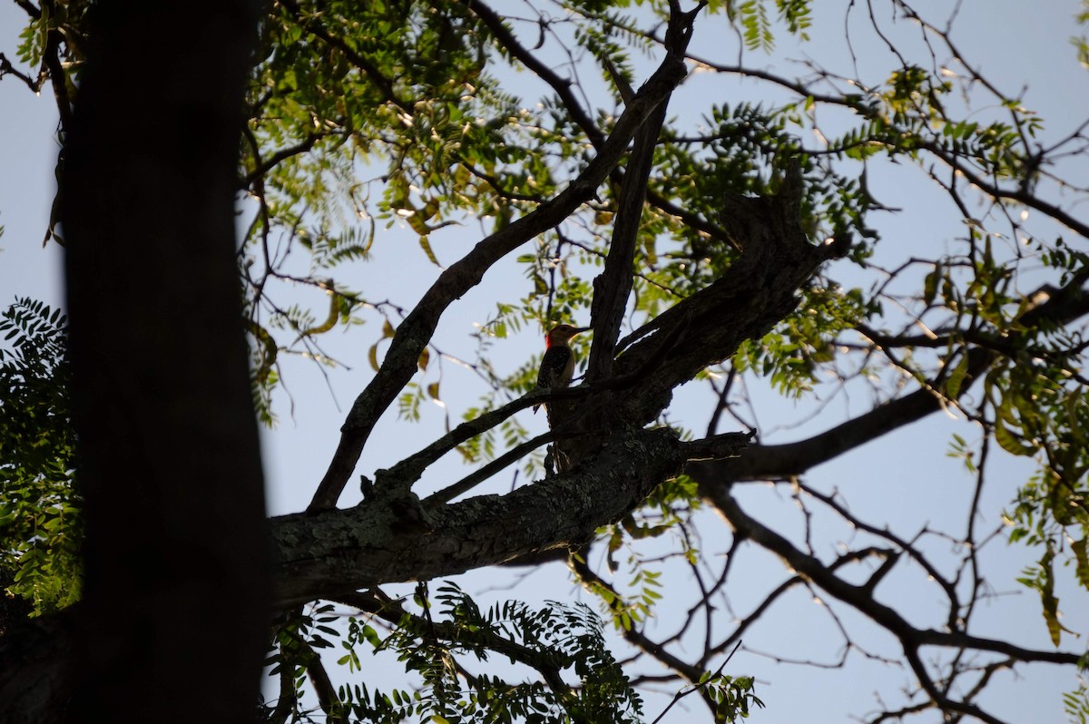 Red-bellied Woodpecker - ML106272981