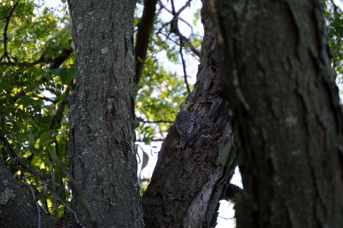 Red-bellied Woodpecker - ML106272991