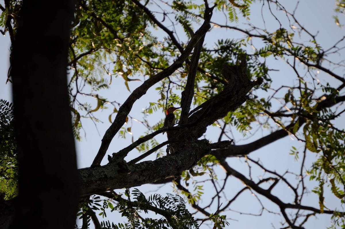 Red-bellied Woodpecker - ML106273001
