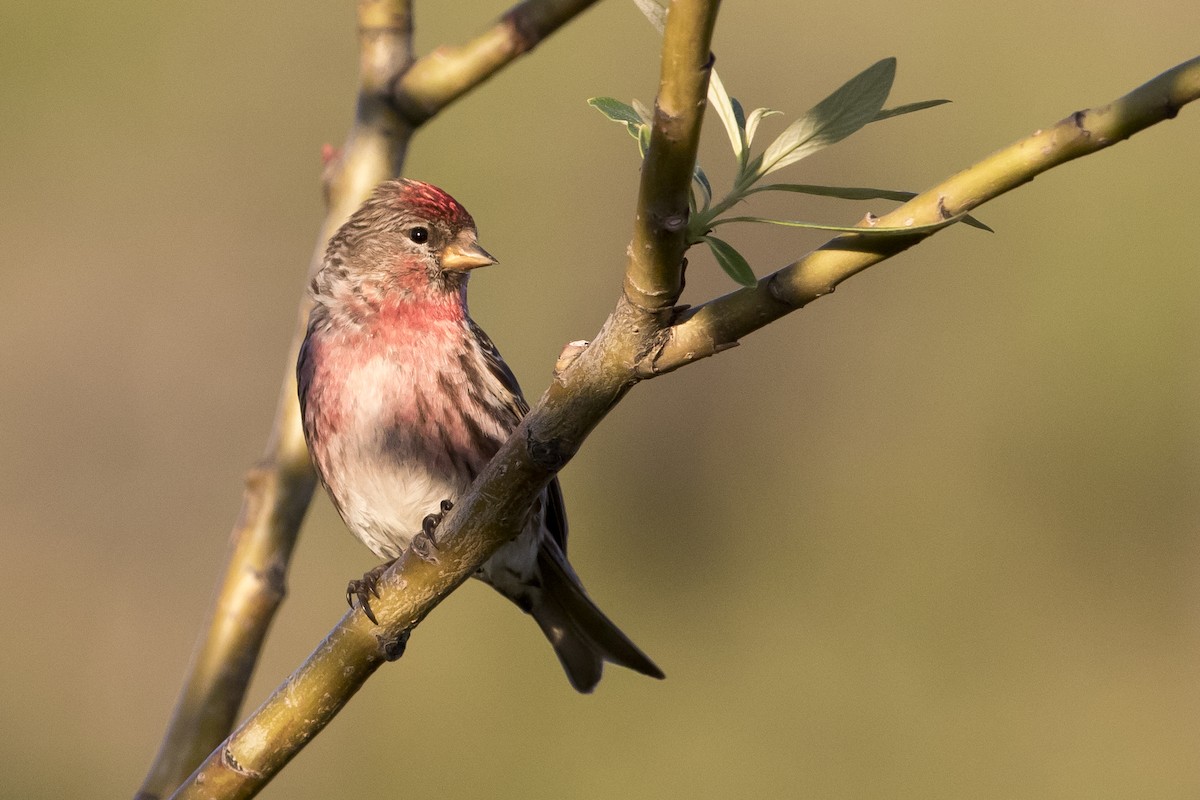 Common Redpoll - ML106273051