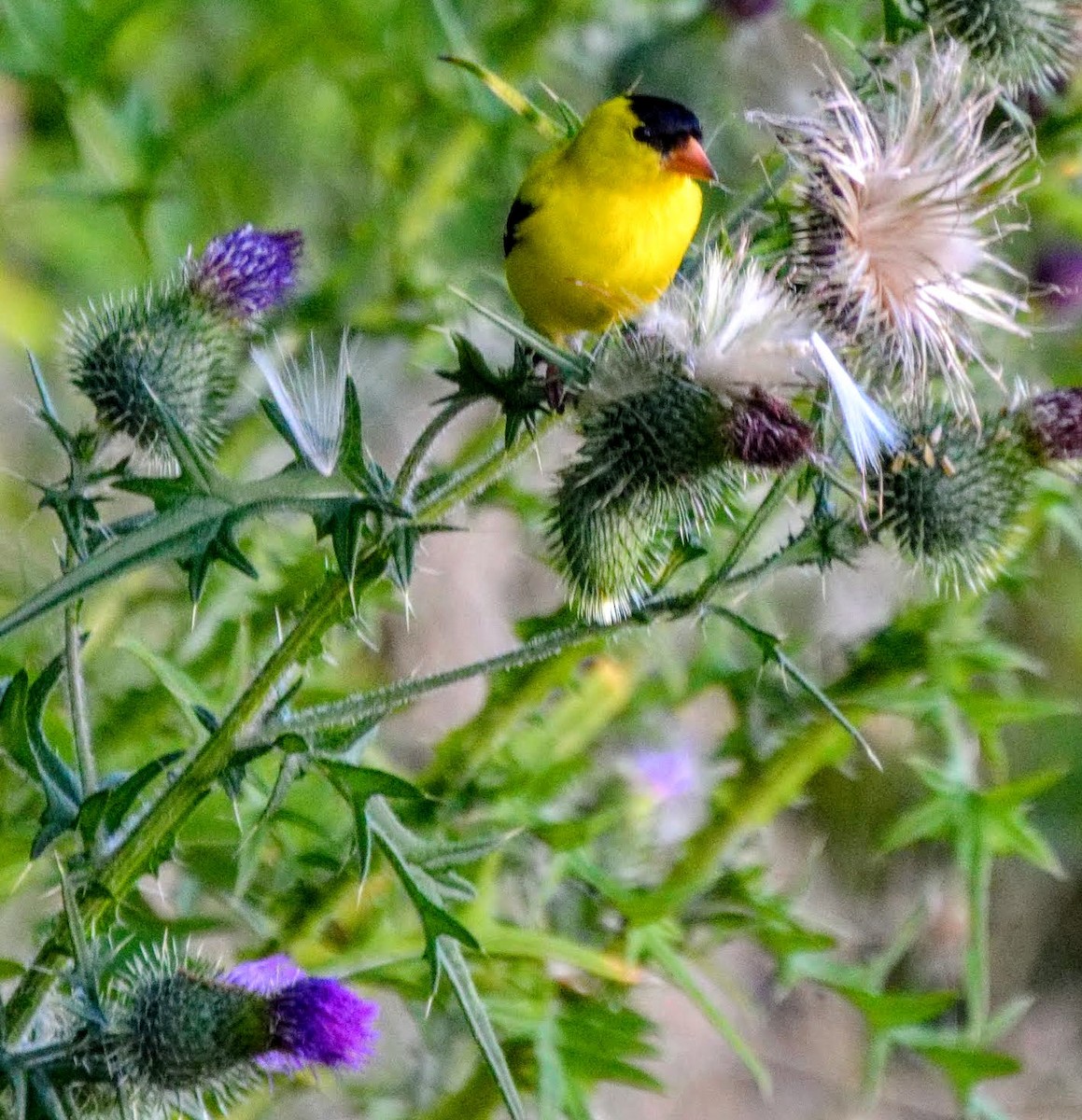 American Goldfinch - ML106273061