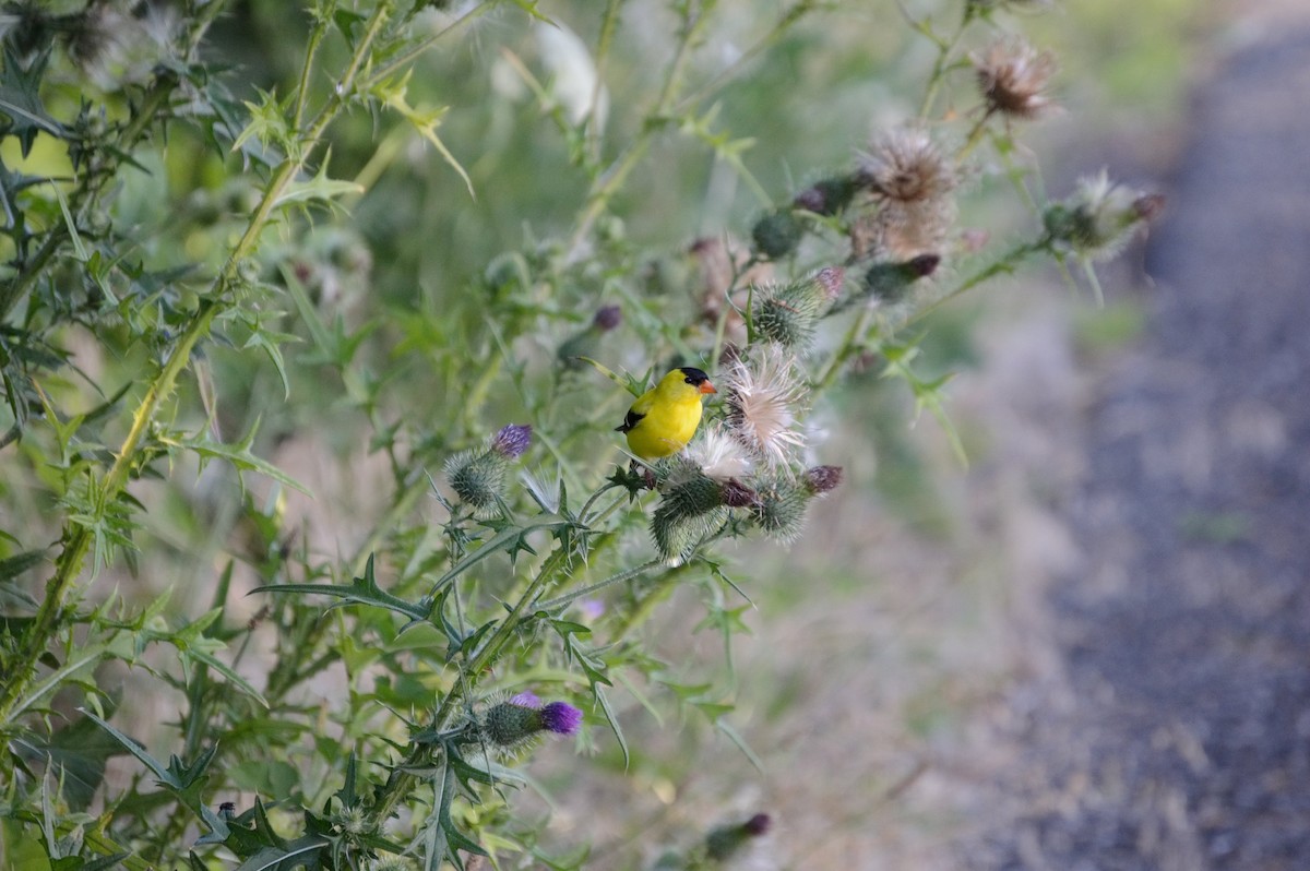 American Goldfinch - ML106273071