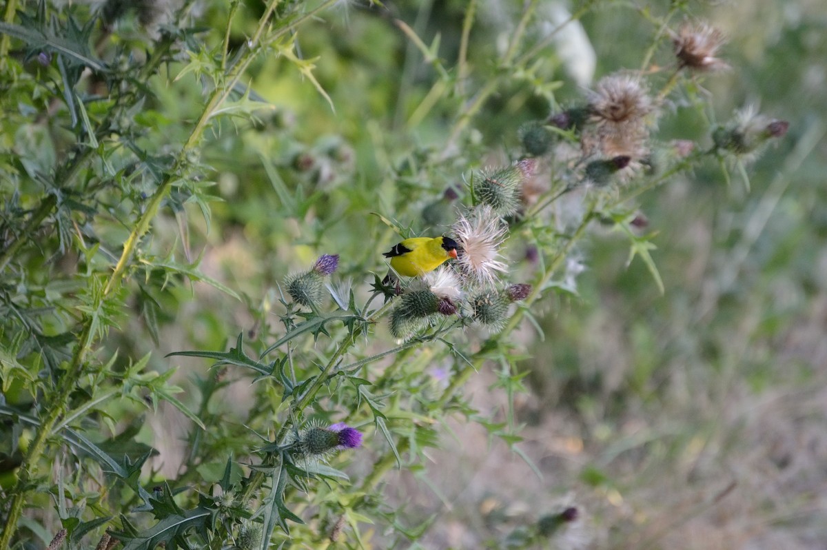 American Goldfinch - ML106273081