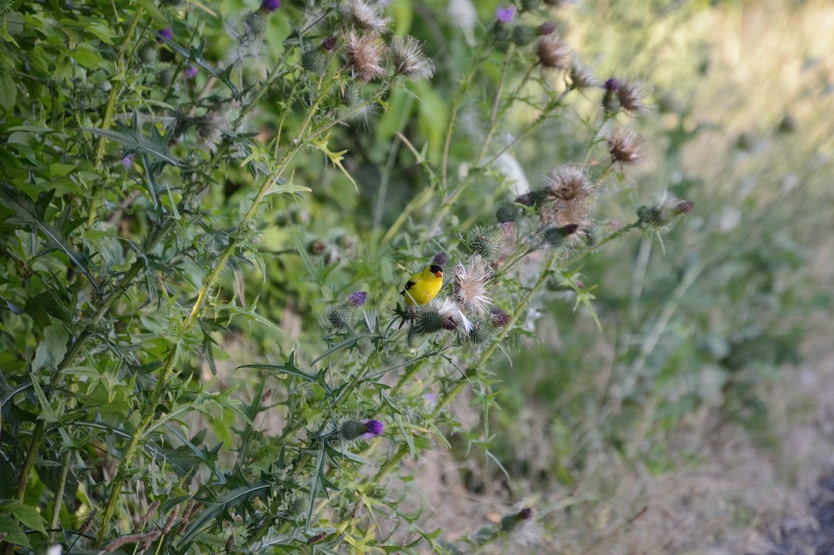 American Goldfinch - ML106273091