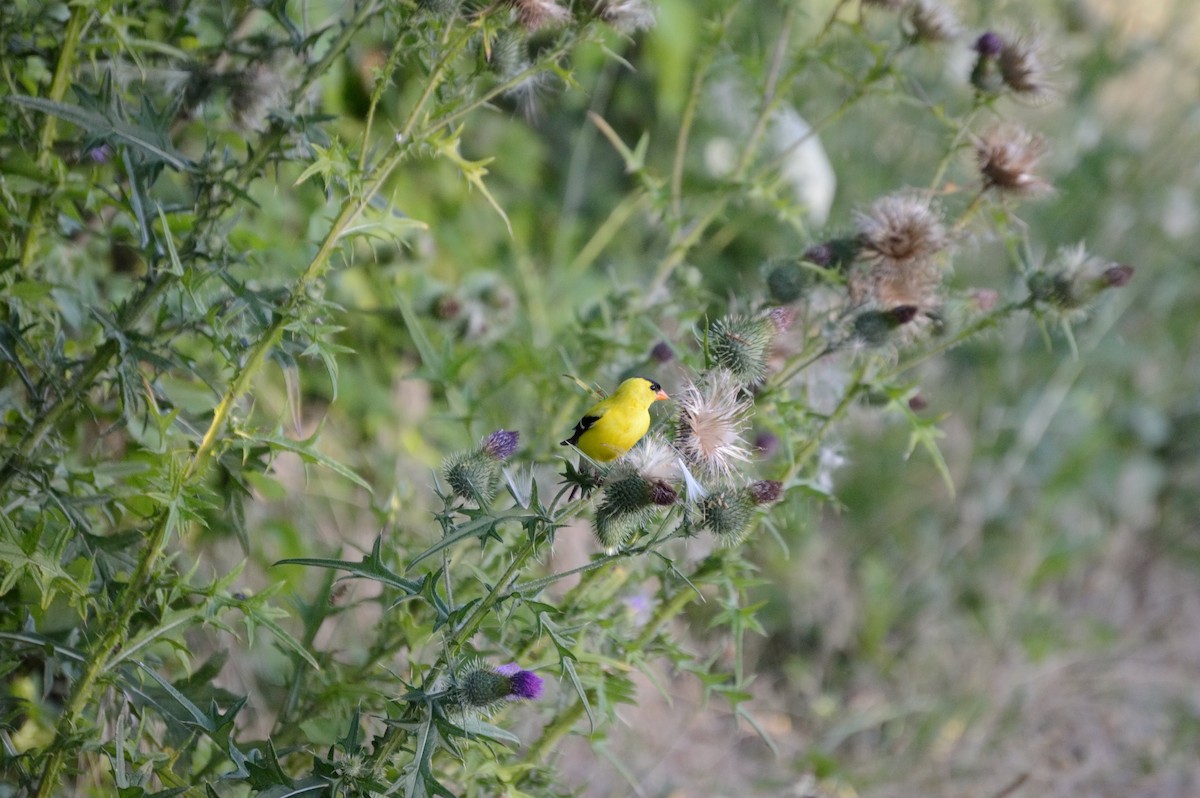 American Goldfinch - ML106273101