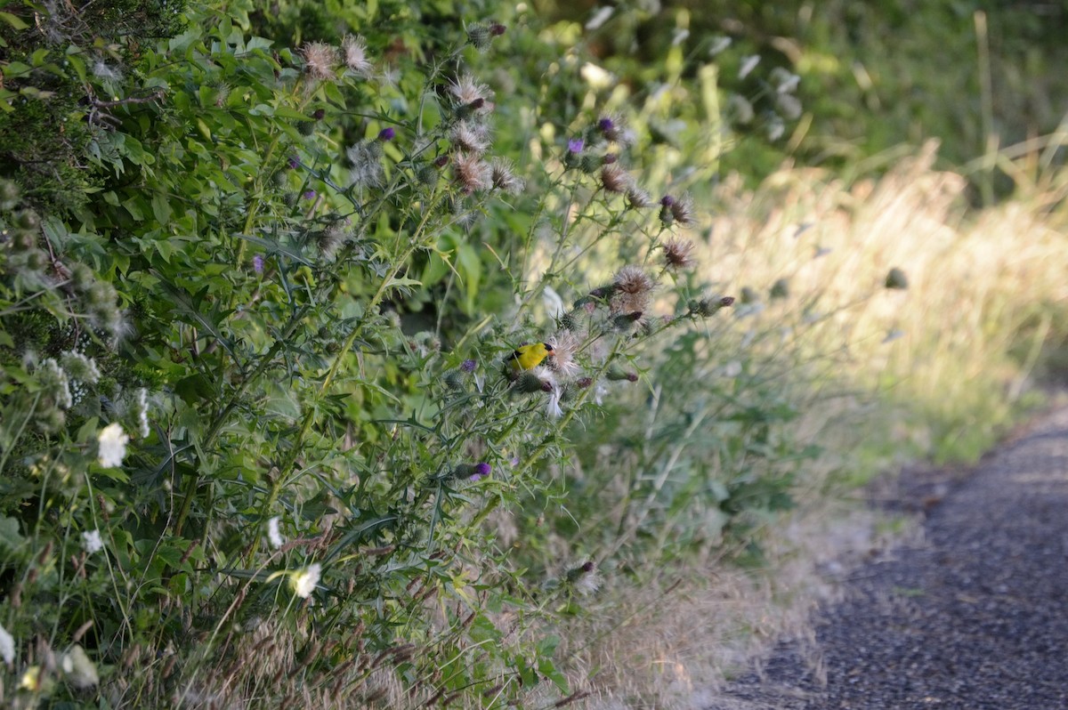 American Goldfinch - ML106273111