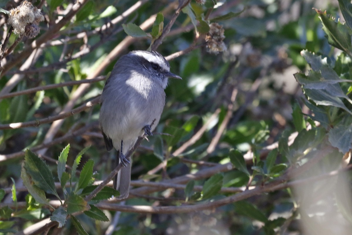 White-browed Chat-Tyrant - Pedro Allasi Condo - COAP - COLLAGUA BIRDER