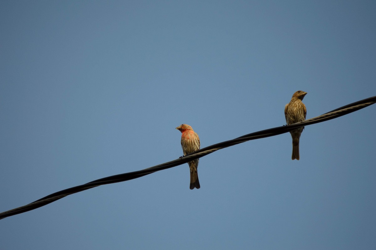 House Finch - ML106273181