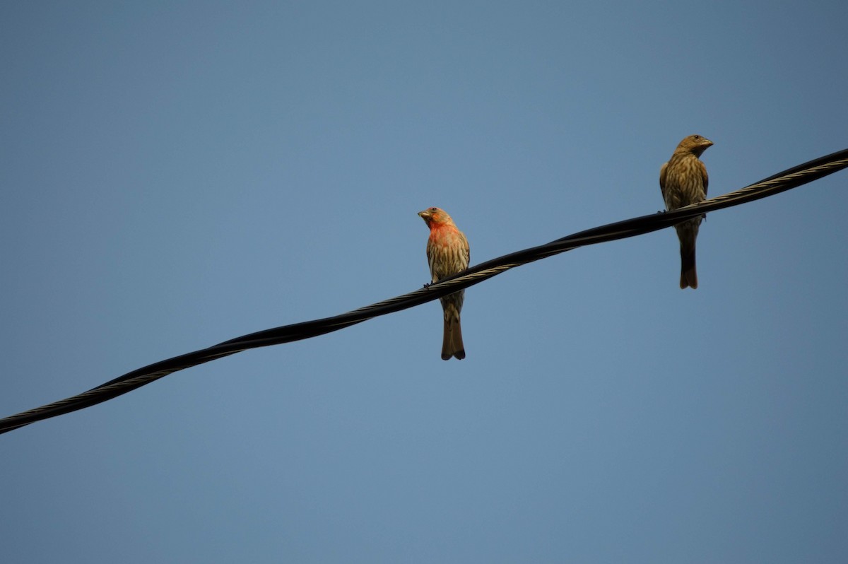 House Finch - ML106273191