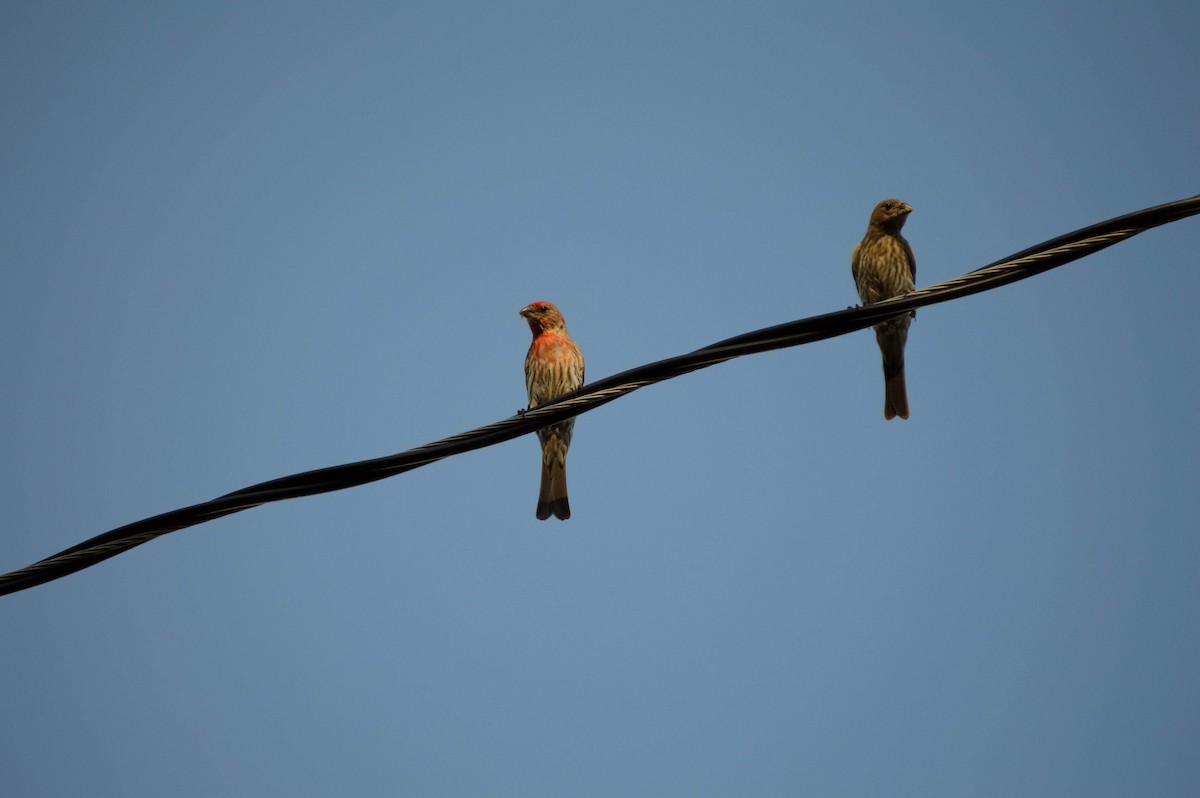 House Finch - ML106273201