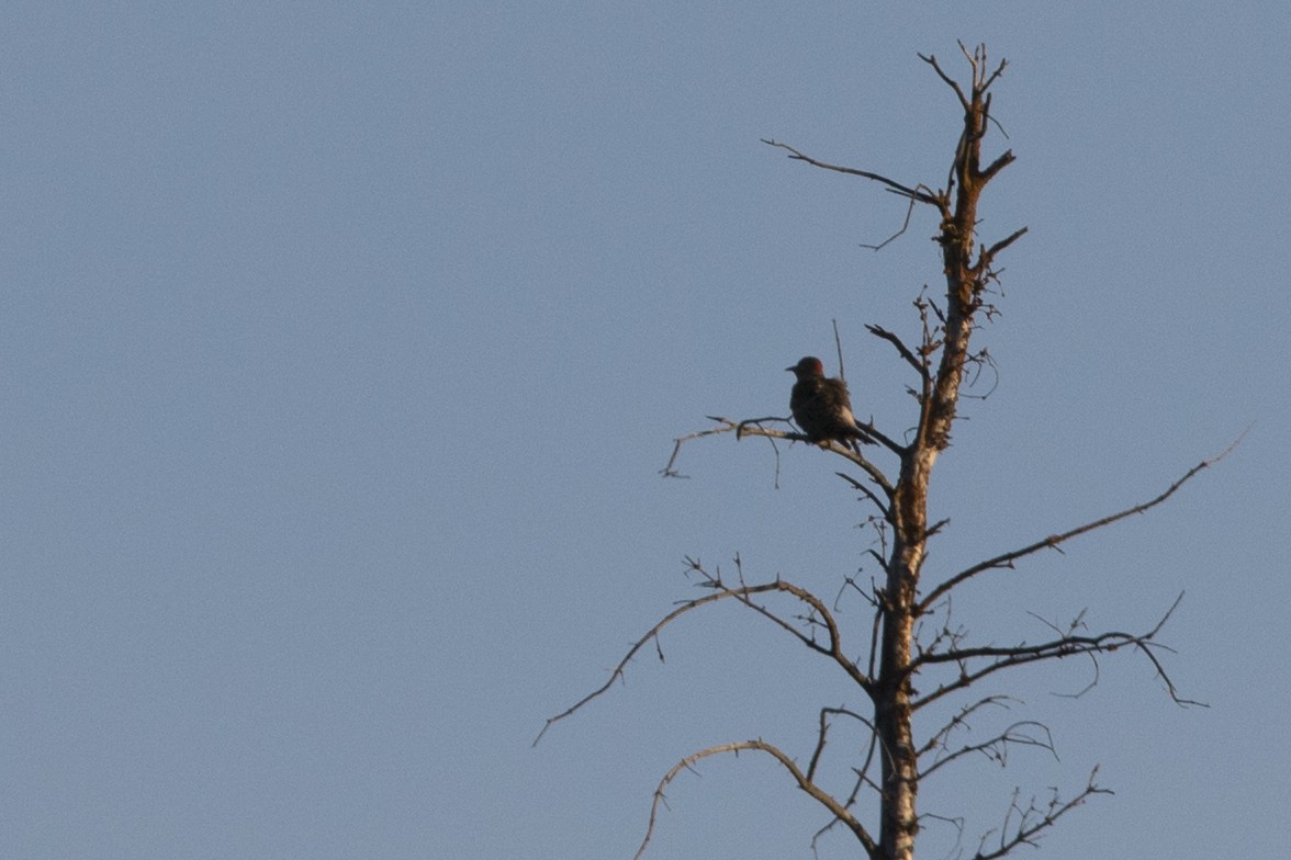 Northern Flicker - ML106273221