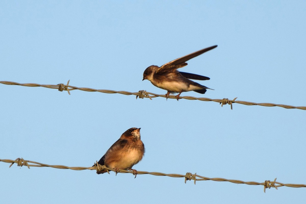 Bank Swallow - ML106273281