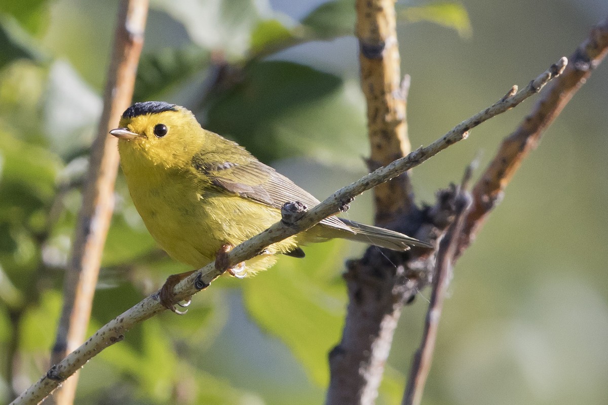 Wilson's Warbler - ML106273311