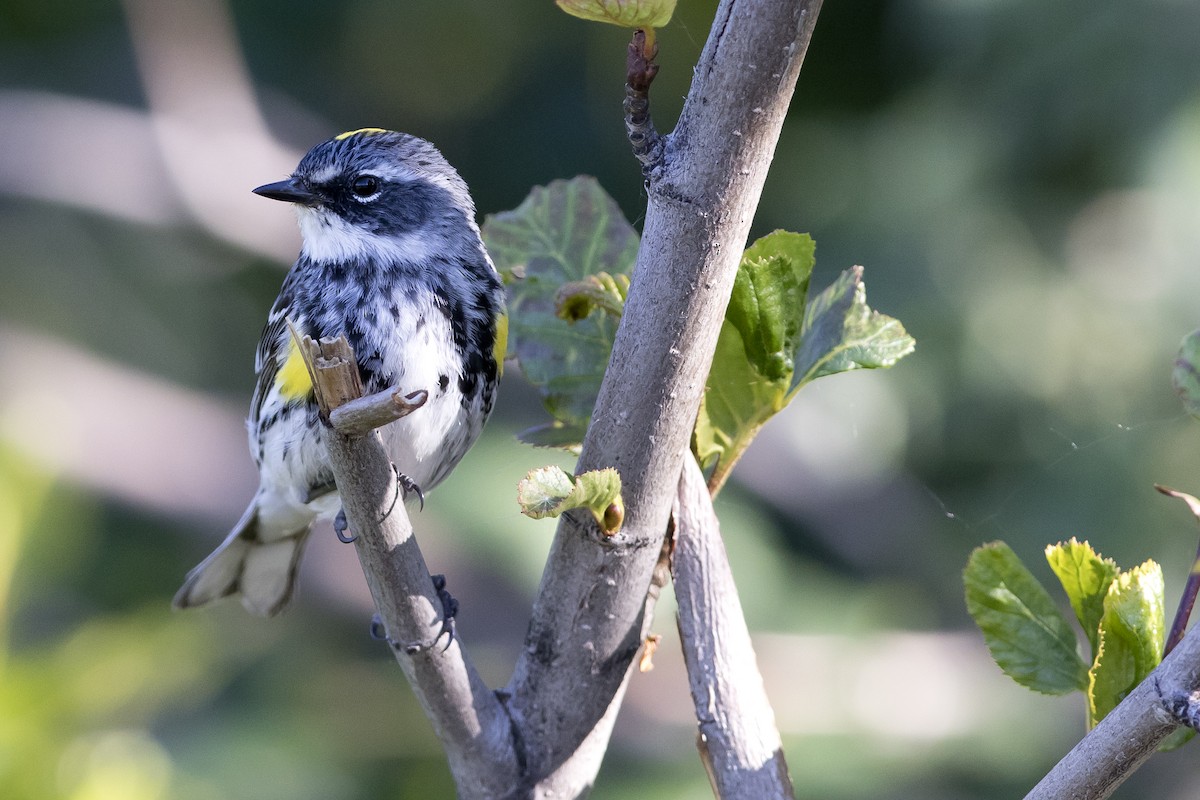 Yellow-rumped Warbler (Myrtle) - Nick Hajdukovich