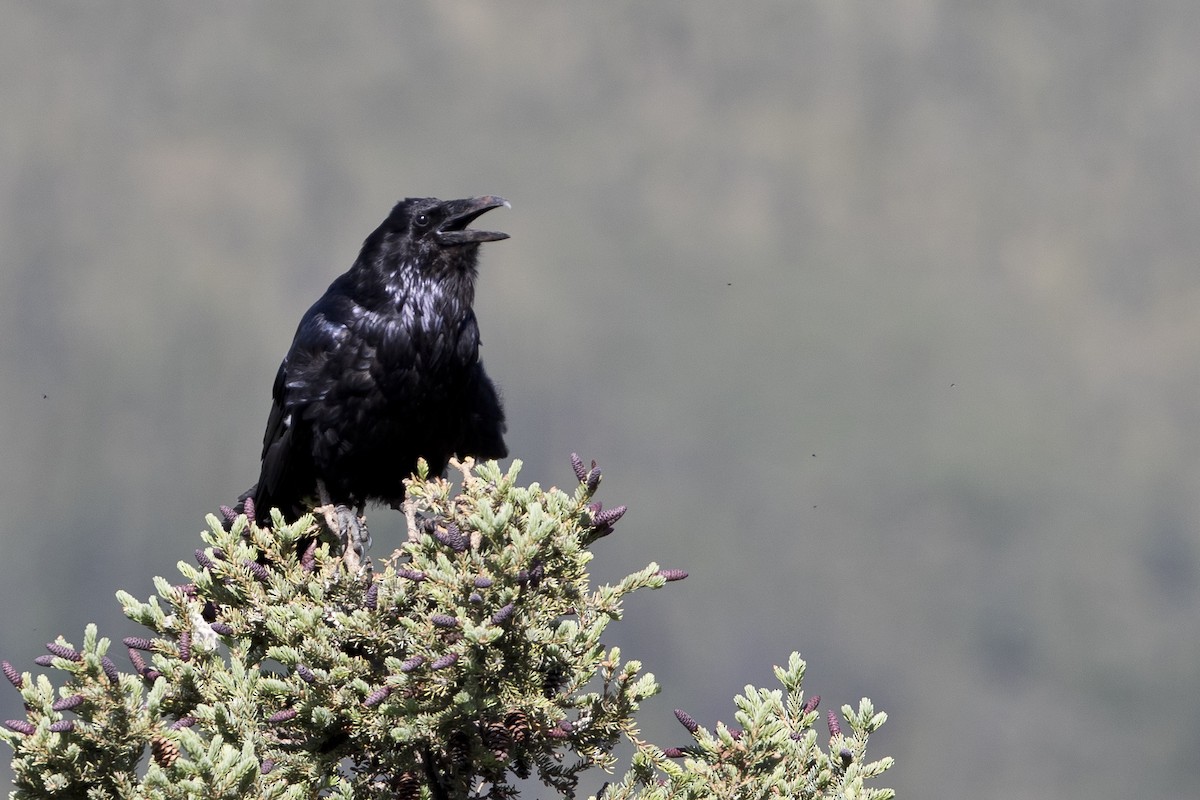 Common Raven - ML106273511