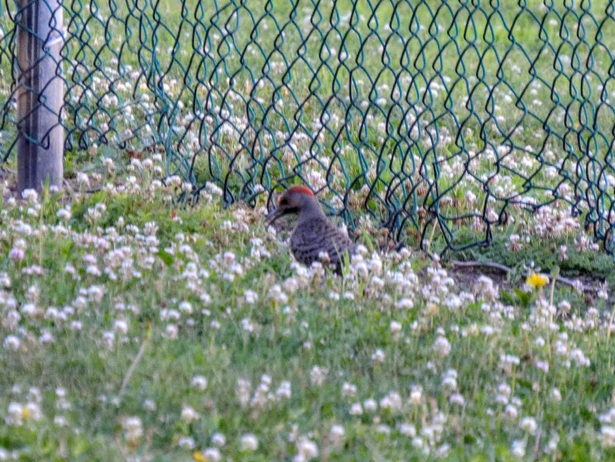 Northern Flicker - ML106273941