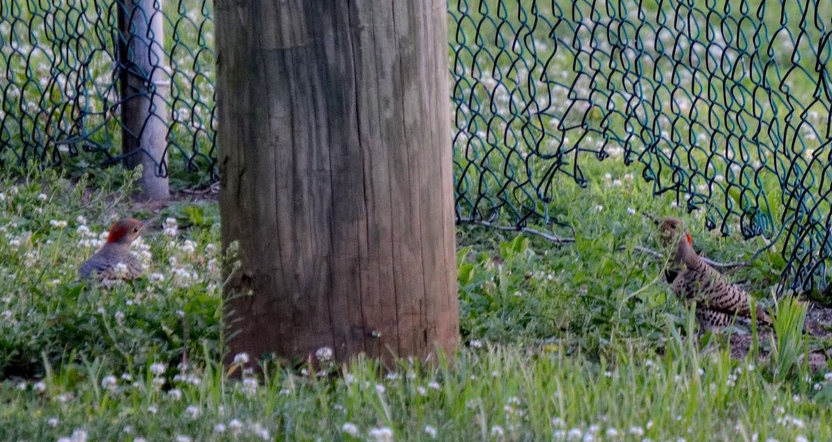 Northern Flicker - ML106273951