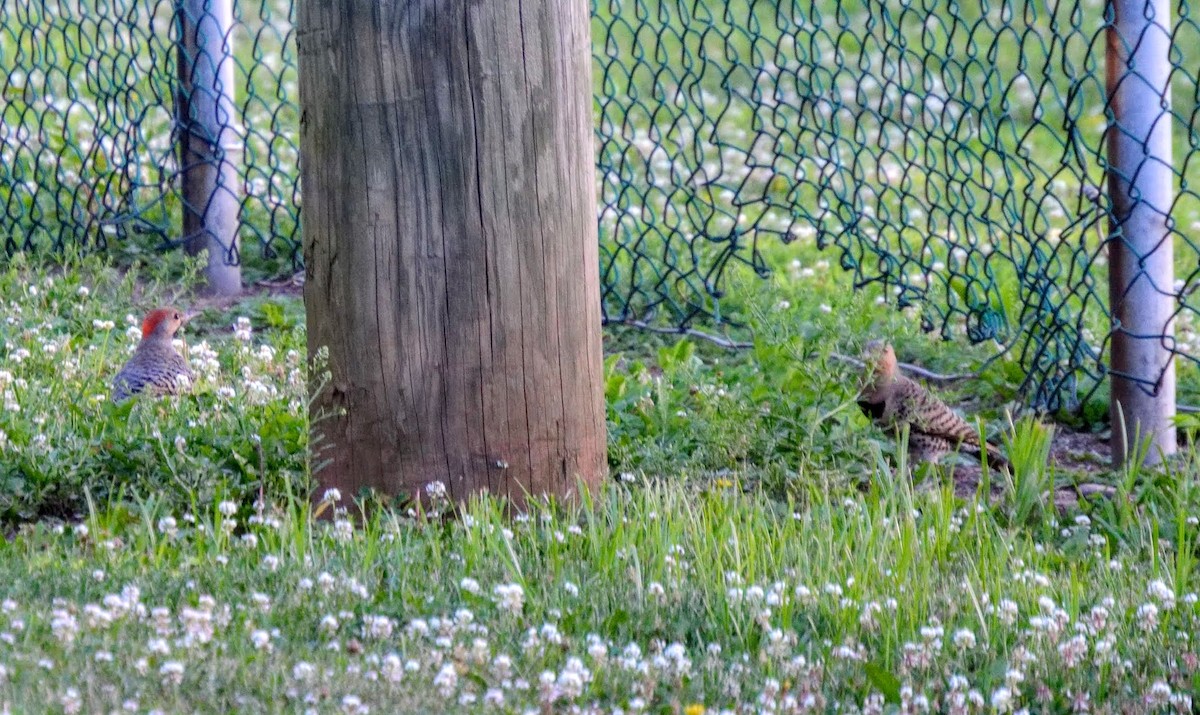 Northern Flicker - ML106273961