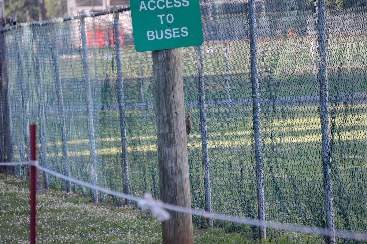 Northern Flicker - ML106273981