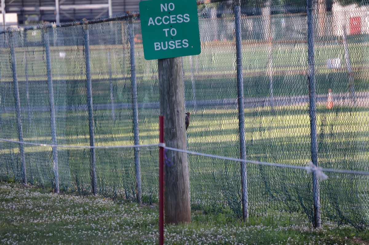 Northern Flicker - ML106273991