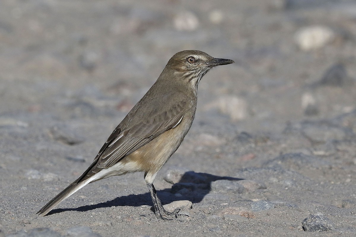 Black-billed Shrike-Tyrant - Pedro Allasi Condo - COAP - Collagua Birder  AQP