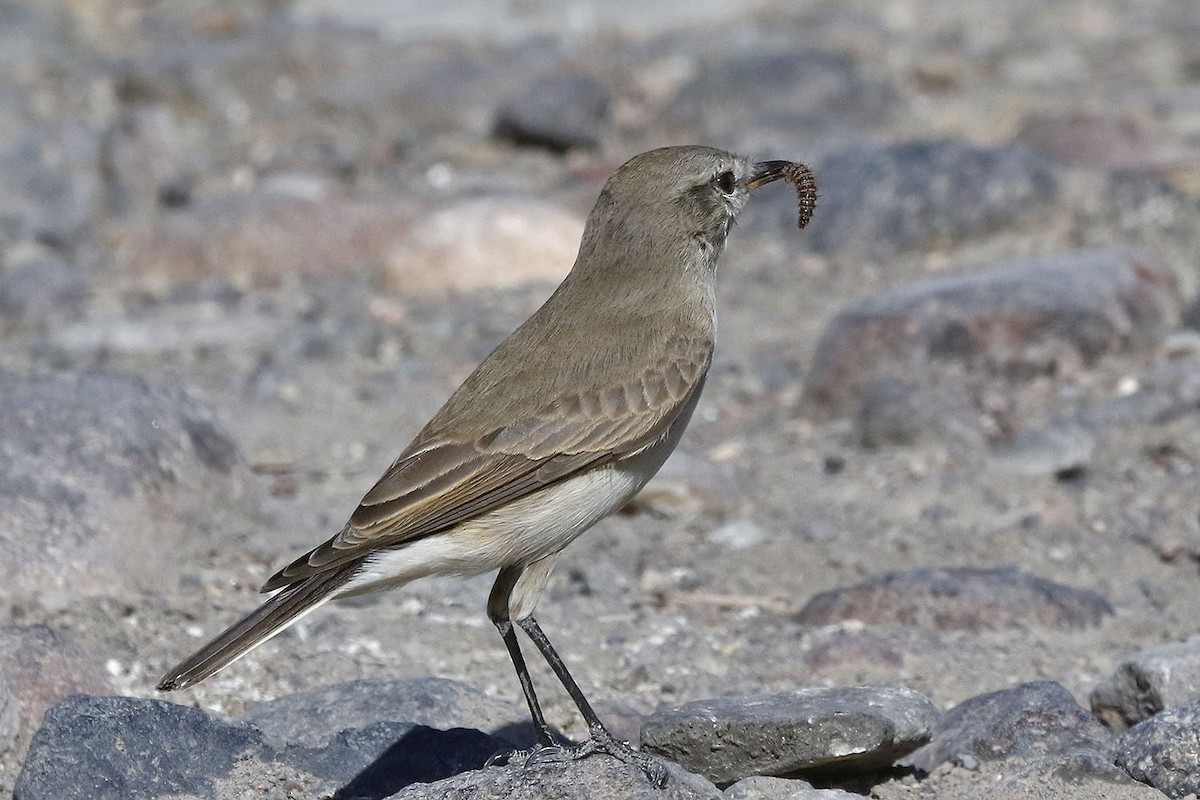 Spot-billed Ground-Tyrant - Pedro Allasi Condo - COAP - COLLAGUA BIRDER