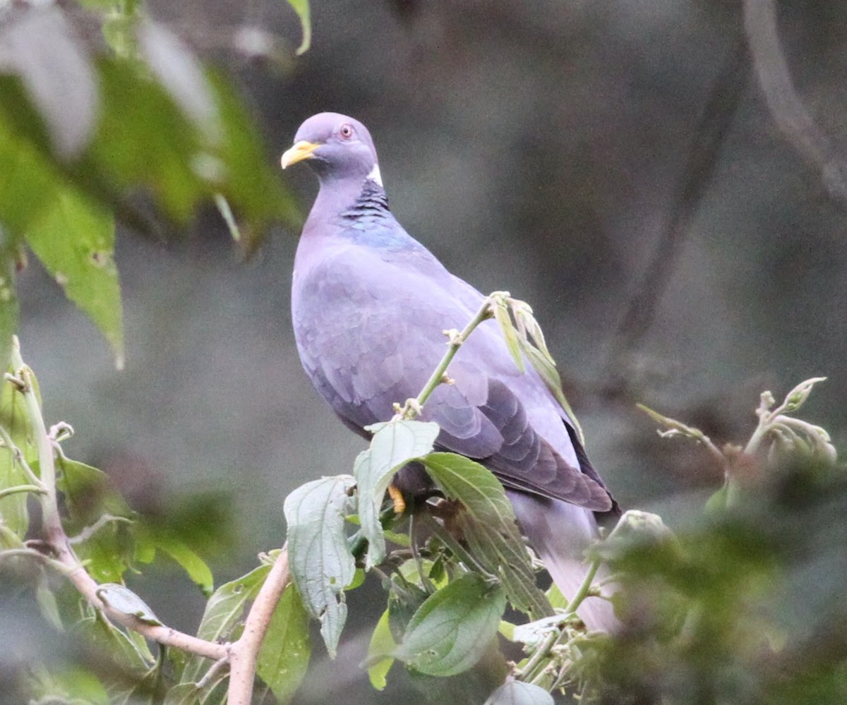 Band-tailed Pigeon - ML106274661