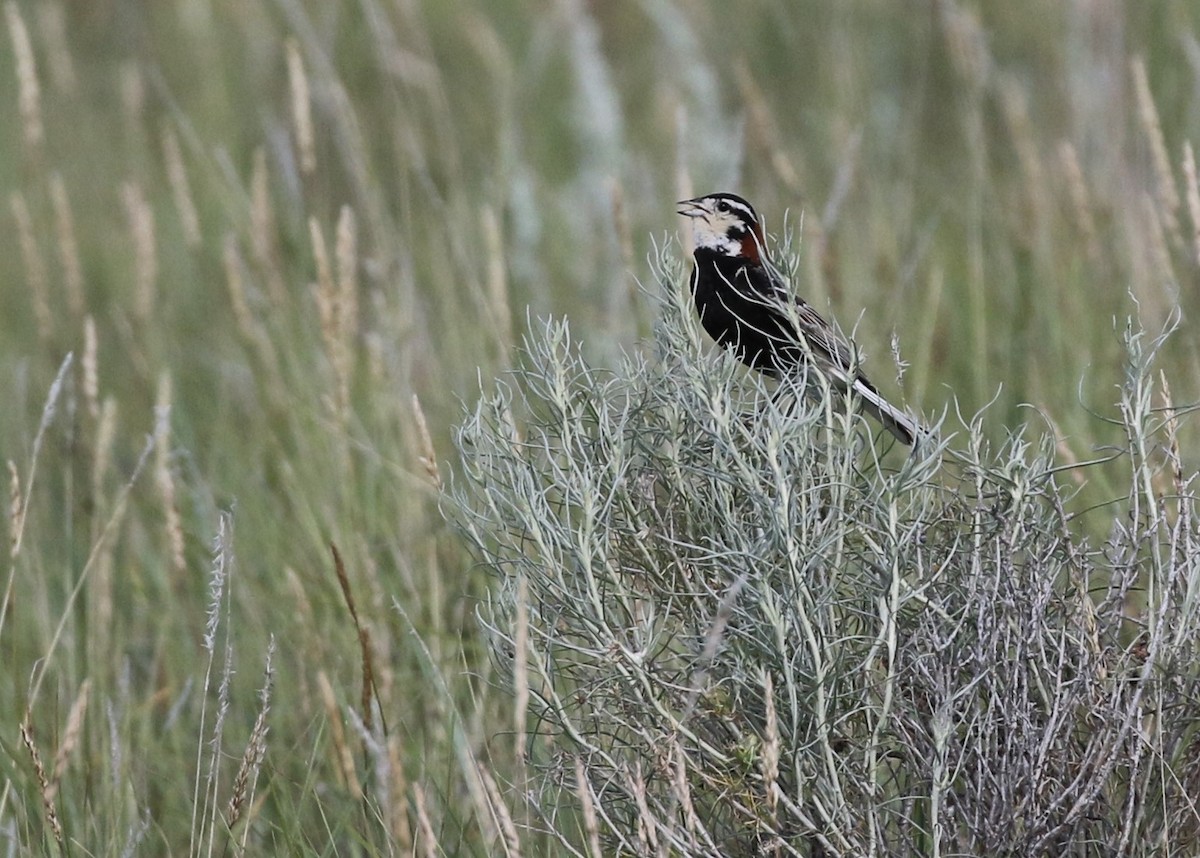 Chestnut-collared Longspur - ML106274881