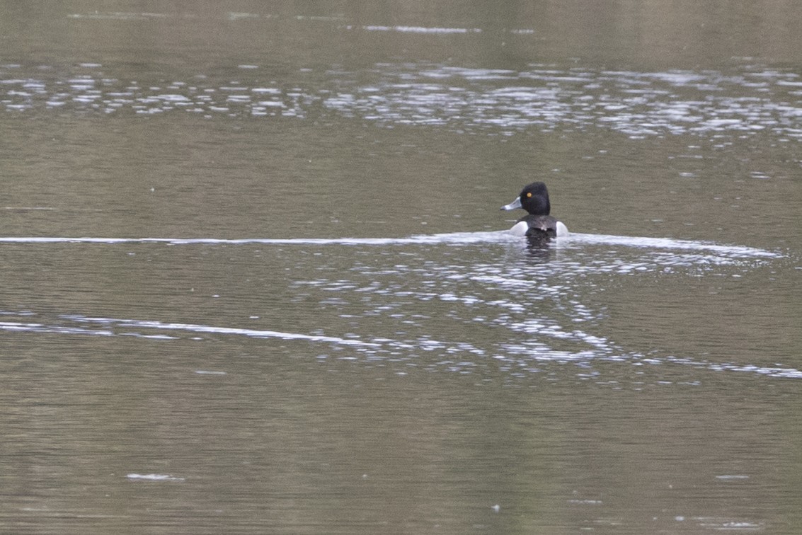 Ring-necked Duck - ML106275131