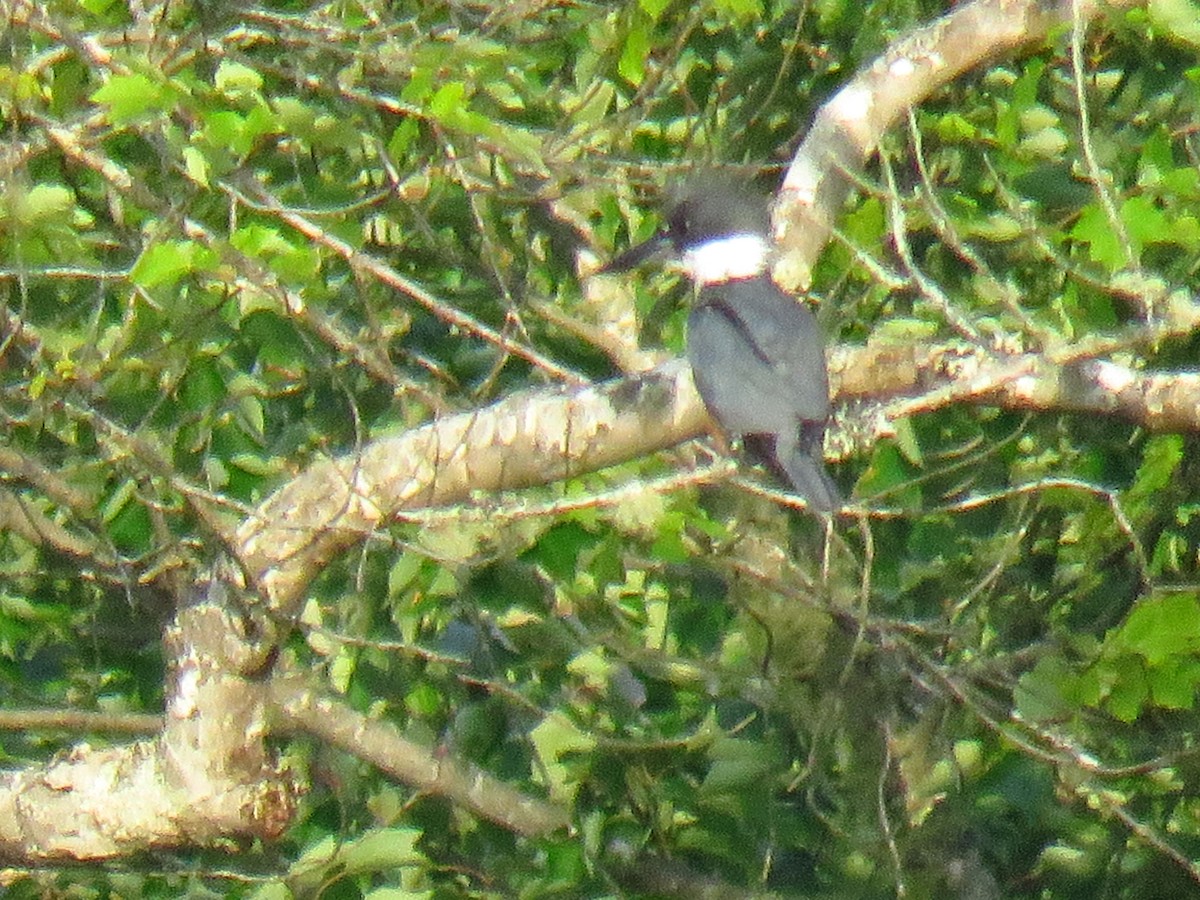 Belted Kingfisher - ML106276251