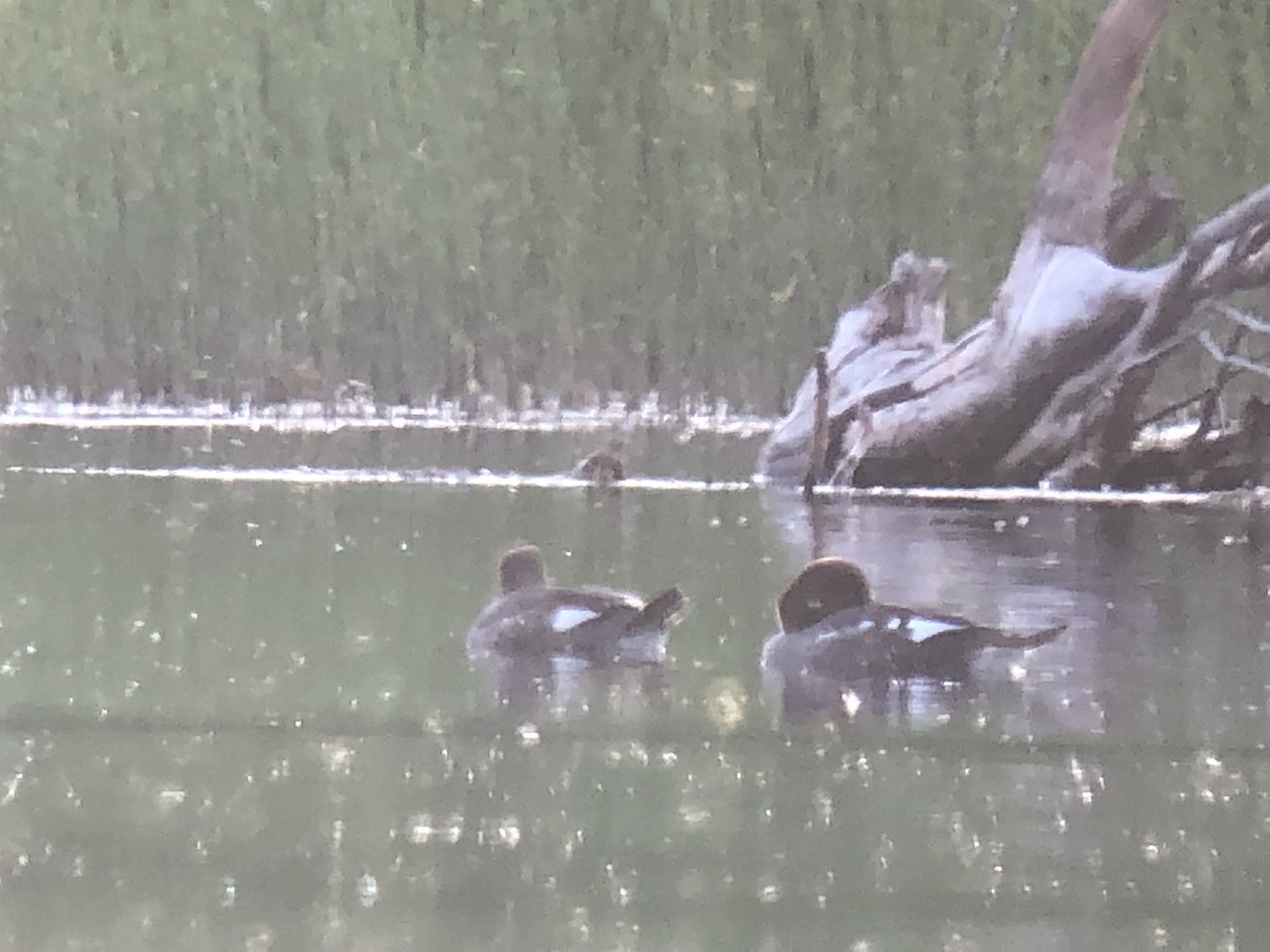 Common Goldeneye - ML106276441