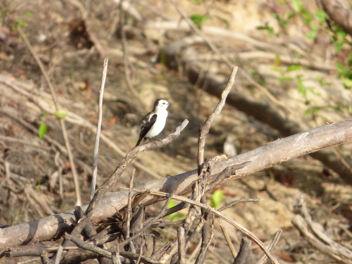 Pied Water-Tyrant - ML106277241