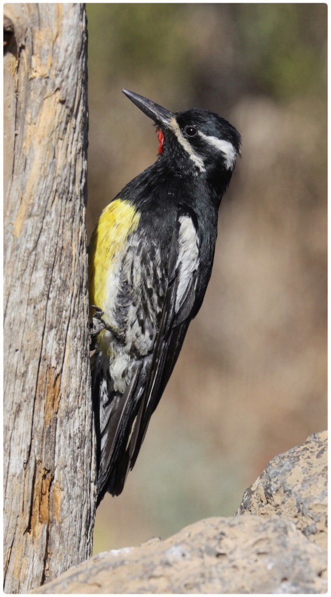 Williamson's Sapsucker - ML106278301