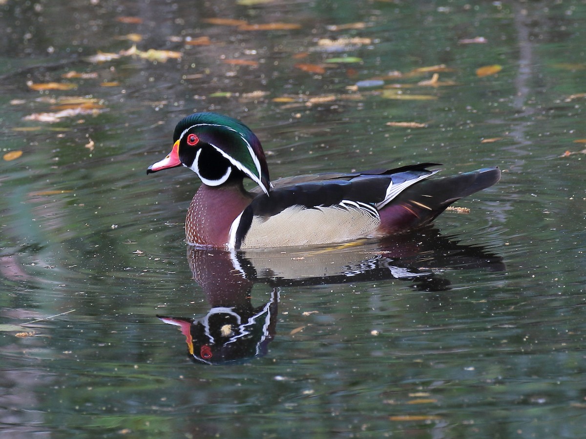 Canard branchu - ML106278421