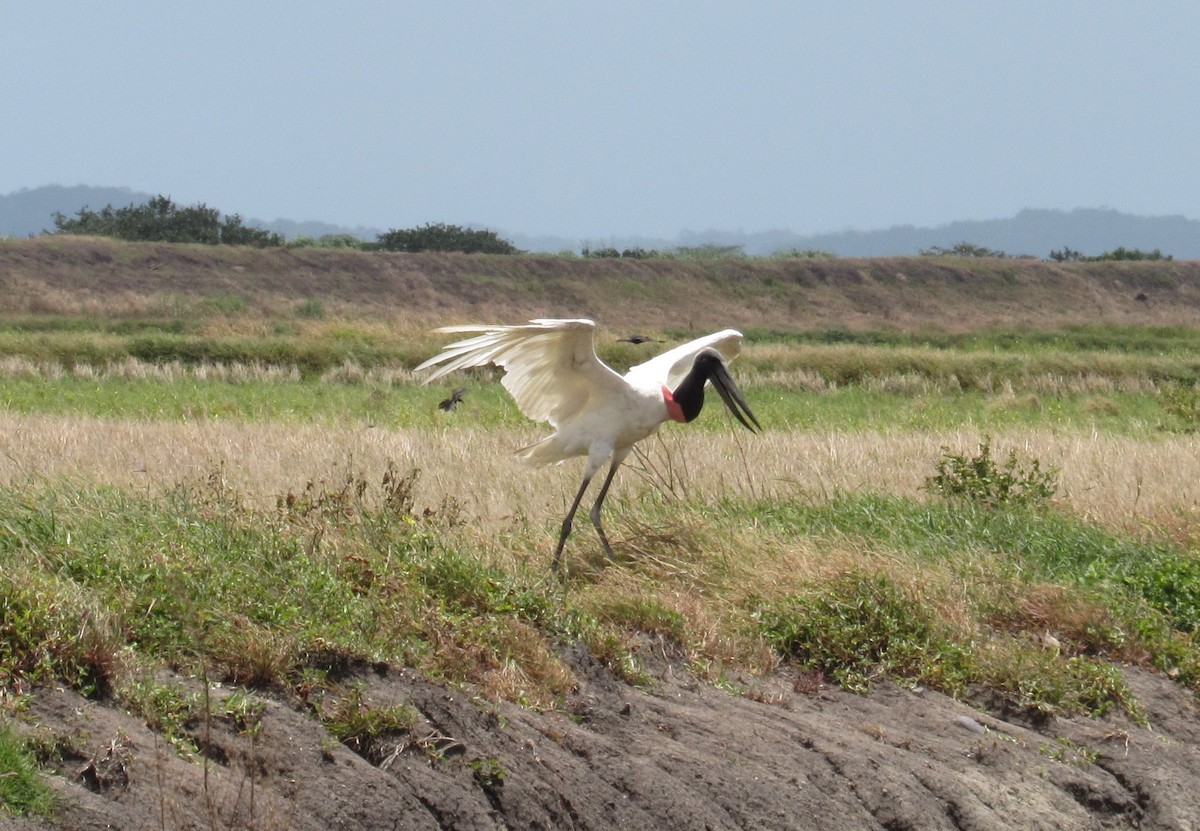 čáp jabiru - ML106279951