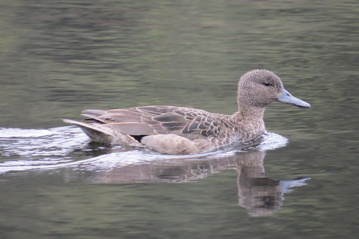 Andean Teal (Andean) - ML106280001