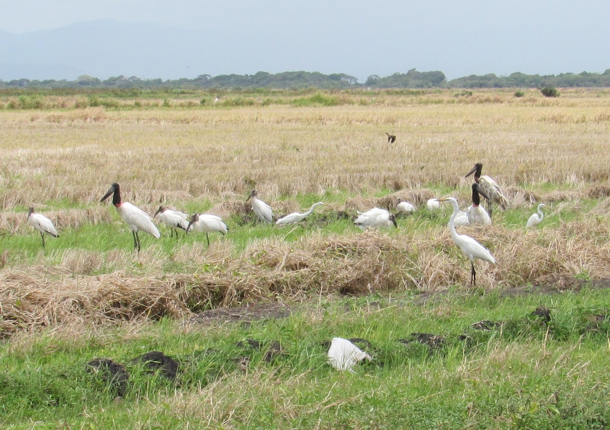 Jabiru - ML106280011