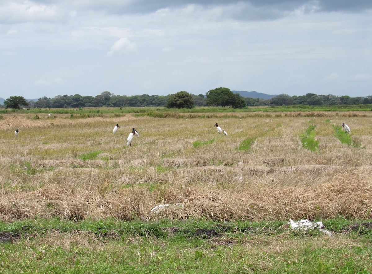 Jabiru - Jim Zook