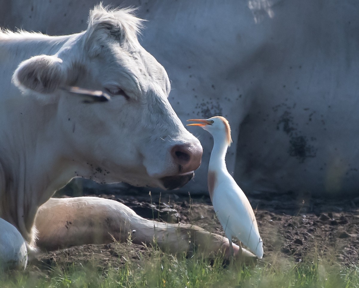 Western Cattle-Egret - ML106283311