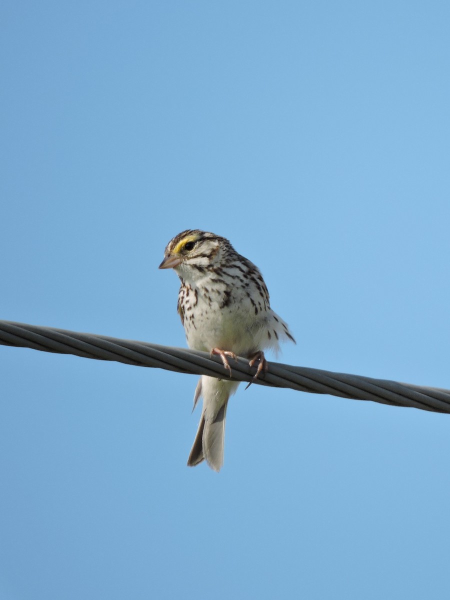 Savannah Sparrow - Mike Norton