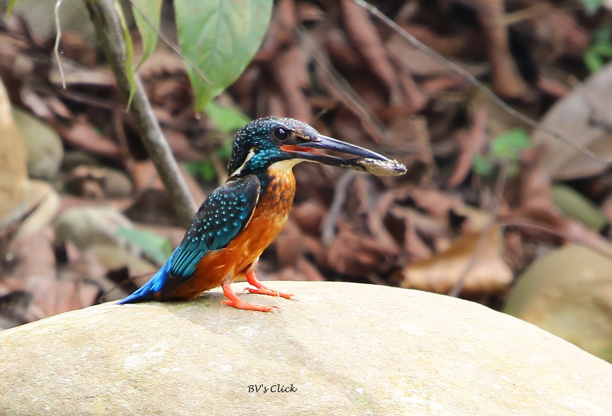 Blyth's Kingfisher - Bhaarat Vyas
