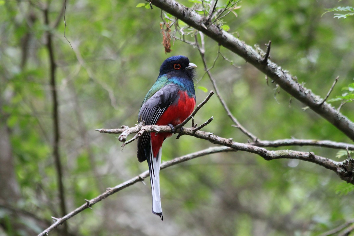 Surucua Trogon - ML106285981