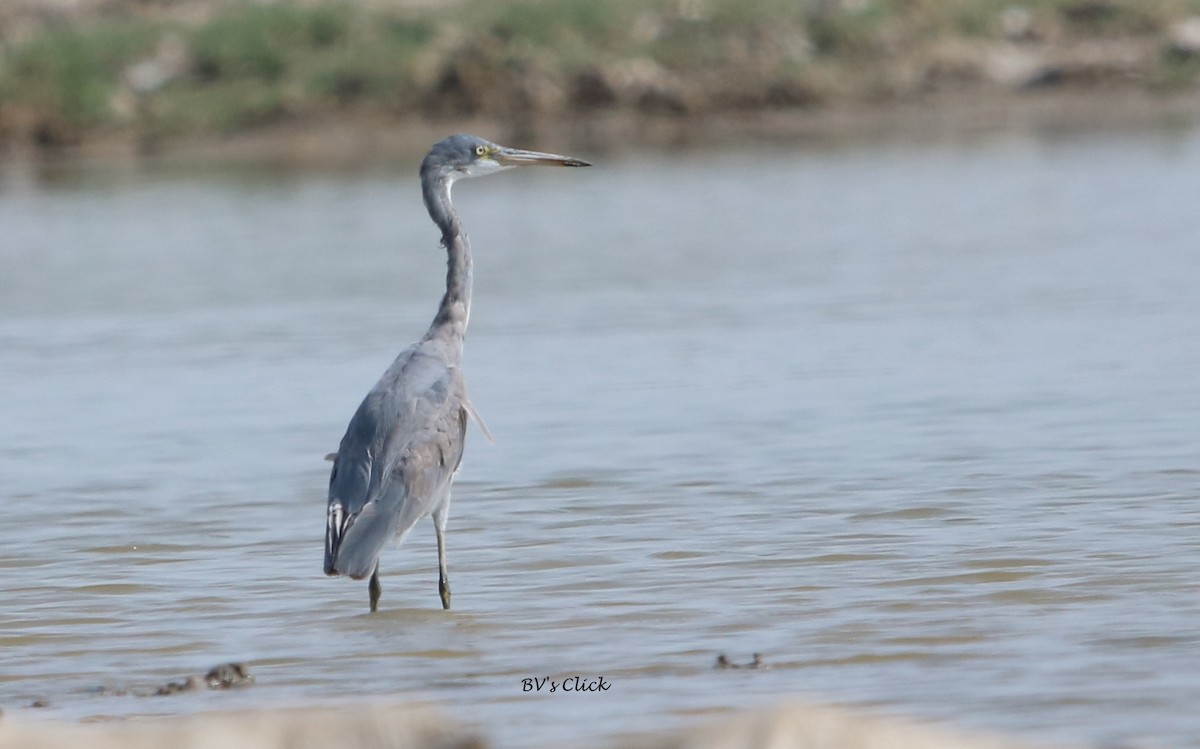 Western Reef-Heron - Bhaarat Vyas