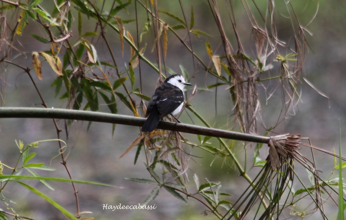 Black-backed Water-Tyrant - ML106286401