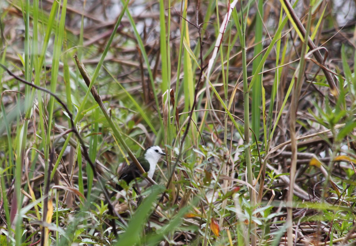 Black-backed Water-Tyrant - ML106286421