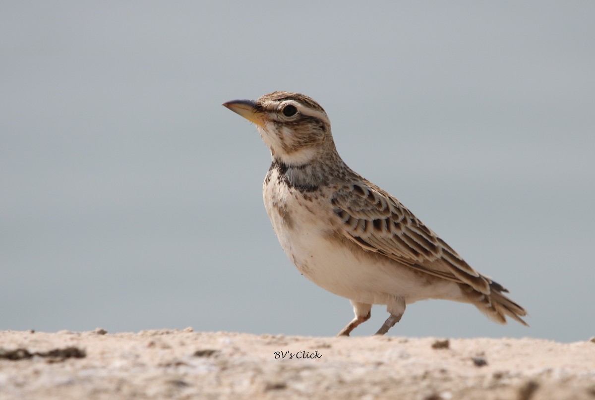 Bimaculated Lark - ML106286871