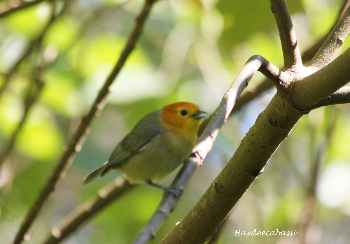 Orange-headed Tanager - Haydee Cabassi