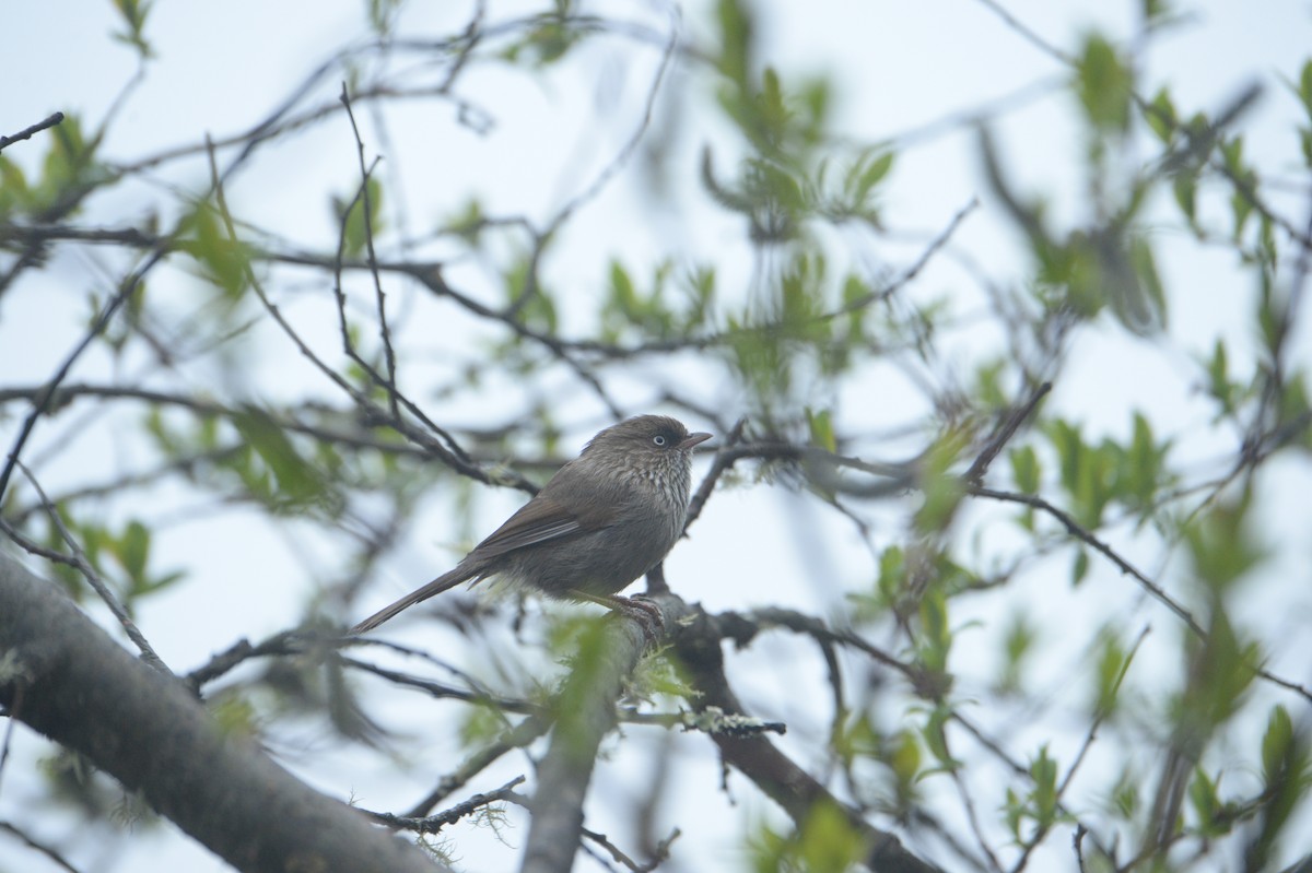 Chinese Fulvetta - M Kwan