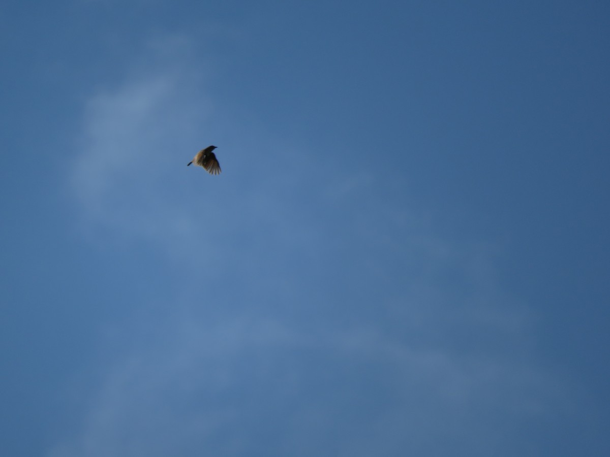 Flappet Lark - ML106289271