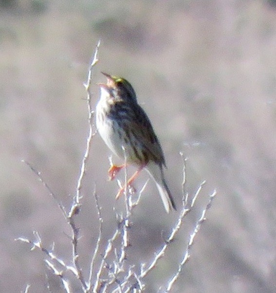 Savannah Sparrow - ML106289901